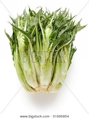 puntarelle, spárga cikória, olasz téli zöldség