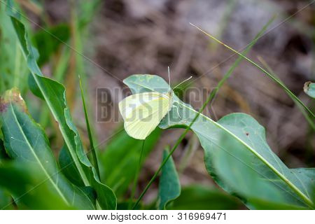A Butterfly, Lemon Butterflies On A Plant