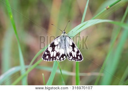 A Macro Of A Butterfly Or A Chessboard Butterfly In The Open Nature