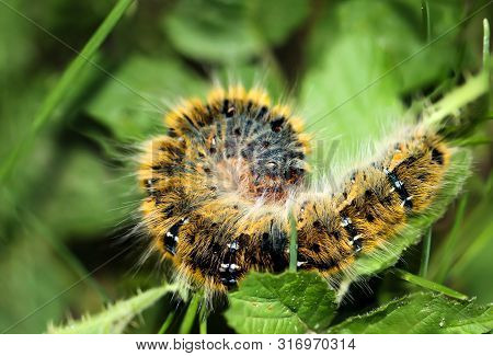 A Macro Of A Butterfly Or Chessboard Butterfly In The Early Stages Of Development In The Open Nature