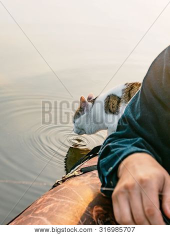 Domestic Cat Enjoys Freedom Outside The House With Owners In The Early Morning In Nature. The Cat Dr