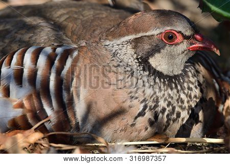 Close Up Portrait Of A Red Legged Partridge (alectoris Rufa) Sitting On The Ground