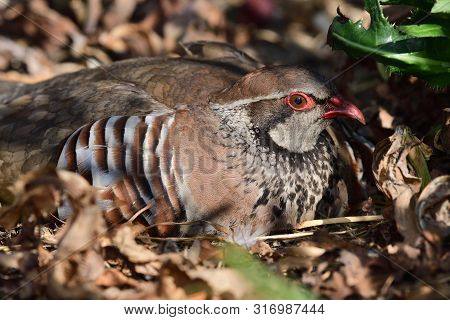 Close Up Portrait Of A French Partridge (alectoris Rufa) Sitting On The Ground