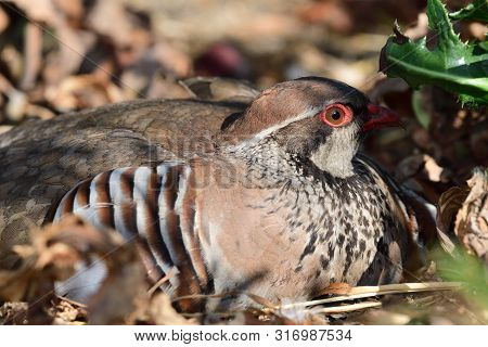 Close Up Portrait Of A Red Legged Partridge (alectoris Rufa) Sitting On The Ground