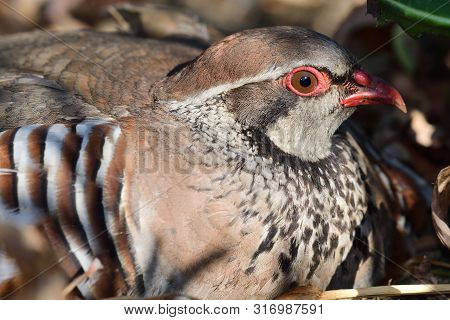Close Up Portrait Of A French Partridge (alectoris Rufa) Sitting On The Ground