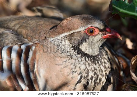 Close Up Portrait Of A Red Legged Partridge (alectoris Rufa) Sitting On The Ground