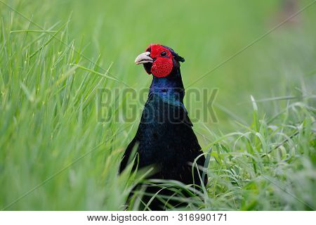 Close Up Head Shot Of A Melanistic Mutant Pheasant In The Long Grass