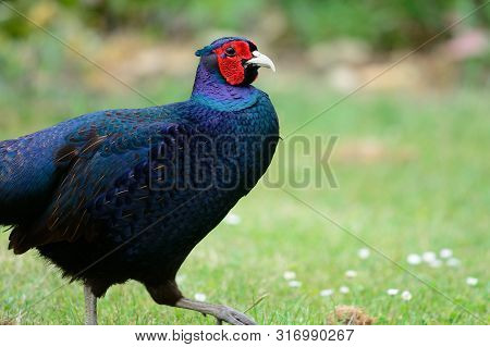 Melanistic Mutant Pheasant