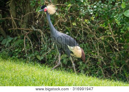 Tampa Bay, Florida. August 08. 2019 . Nice Bird On Green Meadow 1