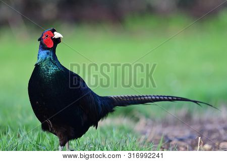 Close Up Of A Melanistic Pheasant Walking Through Short Grass