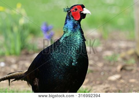 Front View Of A Melanistic Pheasant In The Garden