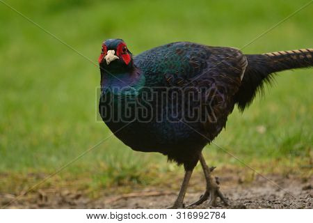 Portrait Of A Melanistic Mutant Pheasant On The Grass