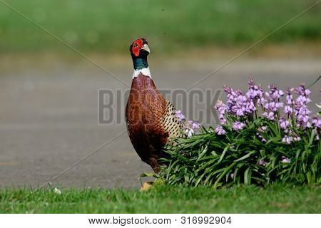 Porttrait Of A Common Pheasant (phasianus Colchicus) Walking Past A Flowerbed In The Garden