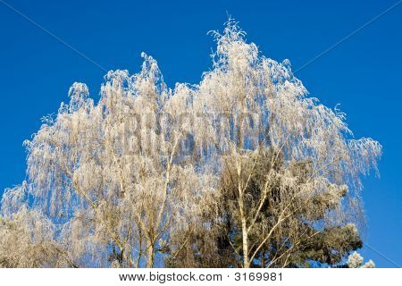 Frost vitrificada