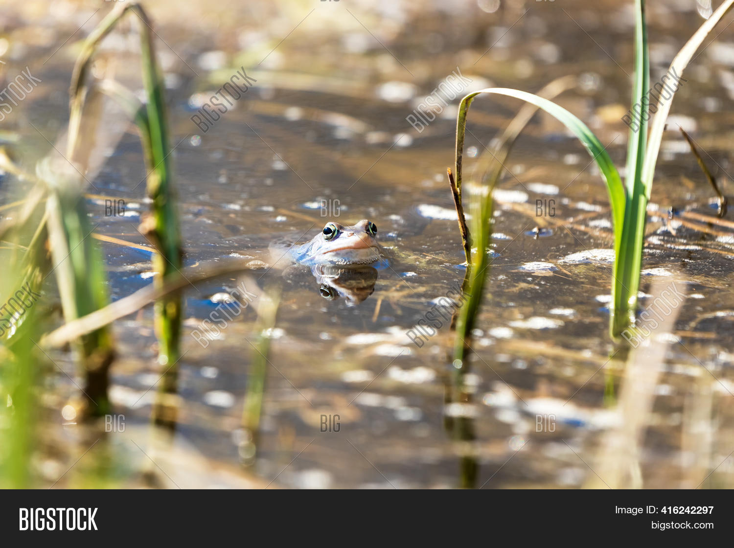 Blue Frog - Rana Image & Photo (Free Trial) | Bigstock