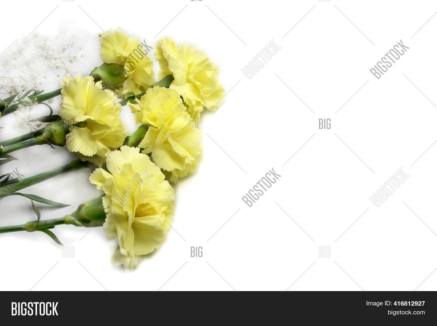 Yellow Carnations On Image & Photo (Free Trial) Bigstock