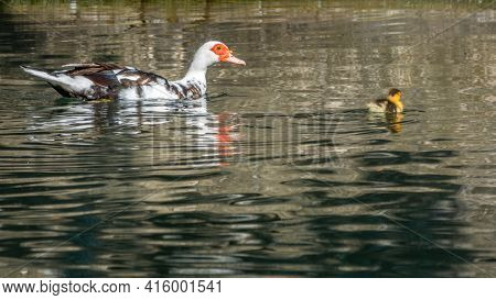 White And Black Duck With Red Head, The Muscovy Duck, Swims In The Pond With Its Cute Little Ducklin
