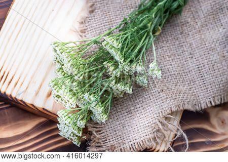 Achillea Millefolium, Yarrow Or Common Yarrow White Fresh Flowers On A Wooden Cutting Board Ready Fo