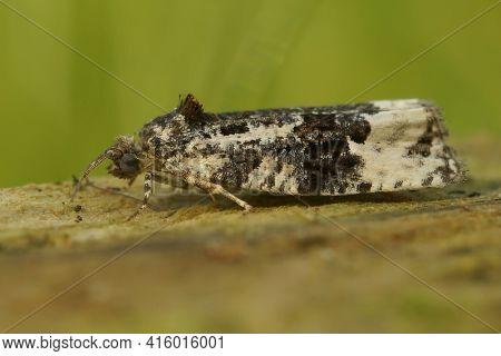 Closeup Of A White-shouldered Marble,  Apotomis Turbidana Against A Green Background