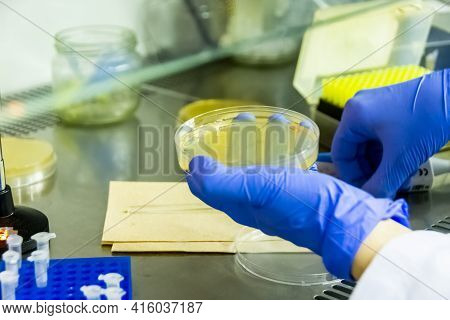 Scientist Spreading Bacteria Liquid Medium On Agar Plate Under The Laminar Flow Hood. Microbiology R
