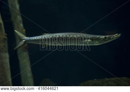European Barracuda, Mediterranean Barracuda (sphyraena Sphyraena) In Aquarium.