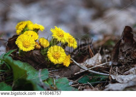 Coltsfoot - Tussilago Farfara - Yellow Flowers In Spring Forest