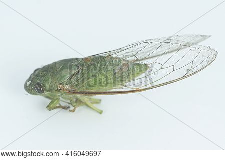 A Close-up Side View Of The Cicada On Off-white Background. Selective Focus Points. Blurred Backgrou
