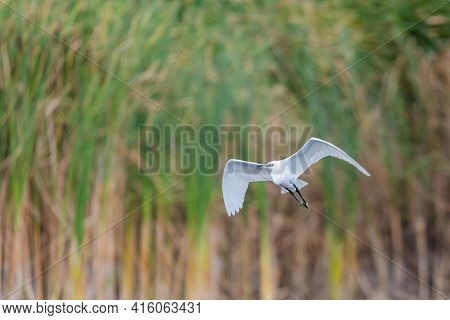 Ardea Alba Or White Heron Portrait In Habitat