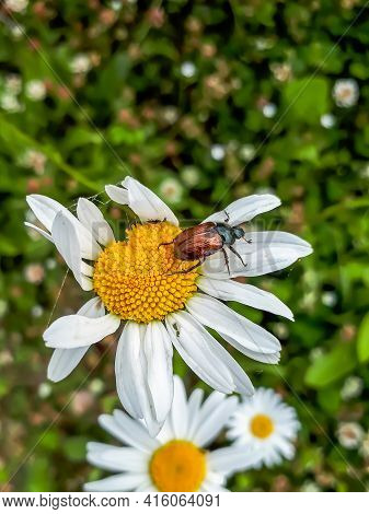 Garden Chafer Or Garden Foliage Beetle On White Daisy Flower In A Meadow Surrounded With Green Veget