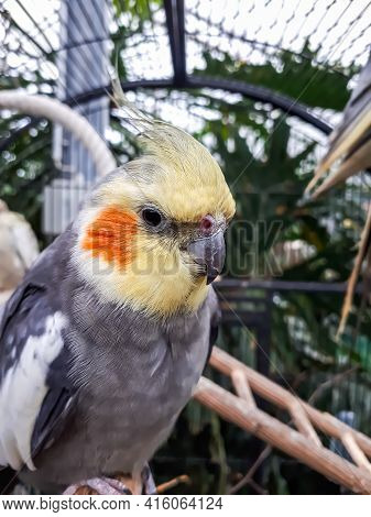 The Closeup Portret Of Cockatiel (nymphicus Hollandicus) As A Pet In The Cage