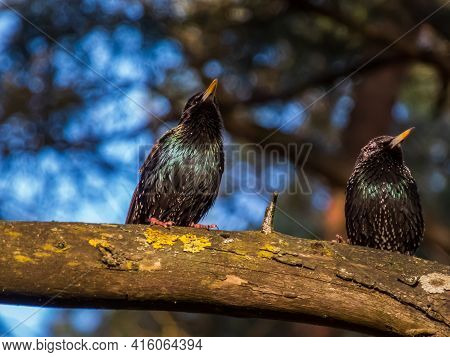 Two Common Starlings Or European Starlings (sturnus Vulgaris) Sitting On A Branch With Beautiful Col