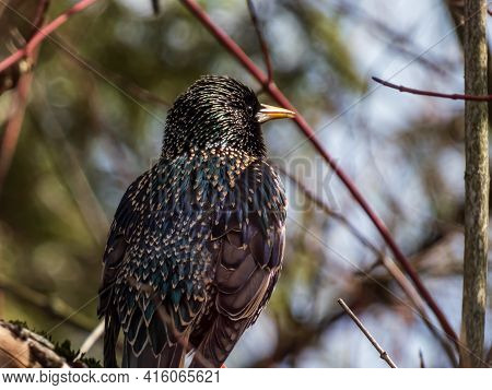 Close-up Shot Of Common Starling Or European Starling Sitting In A Bush With Beautiful Colorful Plum