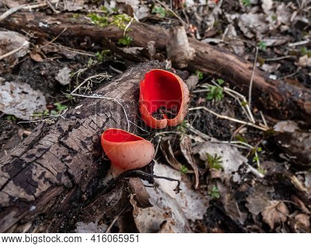 Cup-shaped Fungus Scarlet Elfcup (sarcoscypha Austriaca) Fruit Bodies Growing On Fallen Pieces Of De