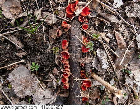 Cup-shaped Fungus Scarlet Elfcup (sarcoscypha Austriaca) Fruit Bodies Growing Growing On Fallen Bran