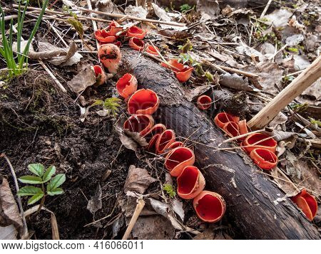 Cup-shaped Fungus Scarlet Elfcup (sarcoscypha Austriaca) Fruit Bodies Growing Growing On Fallen Bran
