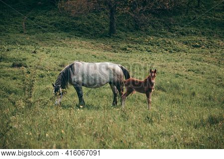 A Cow Grazing On A Lush Green Field