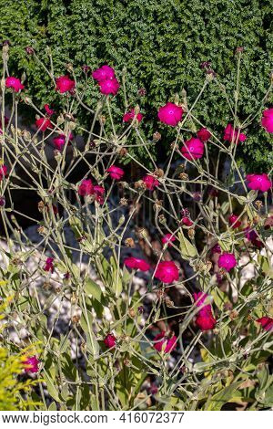 Flowerbed With Rose Campion Or Lychnis Coronaria