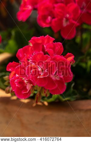 Red Geranium ( Pelargonium) Flowers Blooming In A Garden