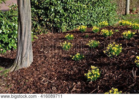 Perennial Beds With Miniature Bunches Of Daffodils In A Bark Mulched Flower Bed On A Hill. Stones An