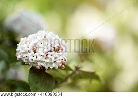 Close-up View Of Viburnum With Blurred Background Of Leaves. Close-up Of White Fragrant Viburnum.