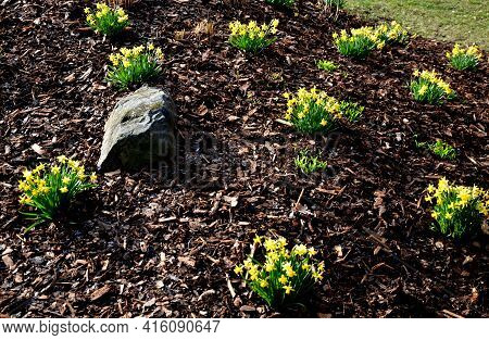 Perennial Beds With Miniature Bunches Of Daffodils In A Bark Mulched Flower Bed On A Hill. Stones An