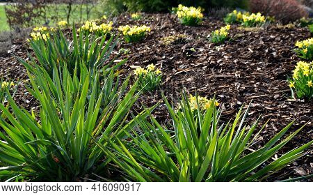 Perennial Beds With Miniature Bunches Of Daffodils In A Bark Mulched Flower Bed On A Hill. Stones An