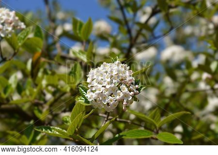 Korean Spice Viburnum White Flowers - Latin Name - Viburnum Carlesii