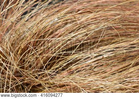 Bronze New Zealand Hair Sedge - Latin Name - Carex Comans Bronze Form