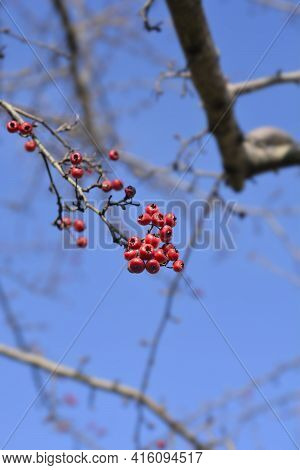 Common Hawthorn Branch With Fruit - Latin Name - Crataegus Monogyna