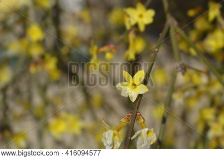 Winter Jasmine - Latin Name - Jasminum Nudiflorum