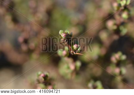 Japanese Barberry Kobold - Latin Name - Berberis Thunbergii Kobold