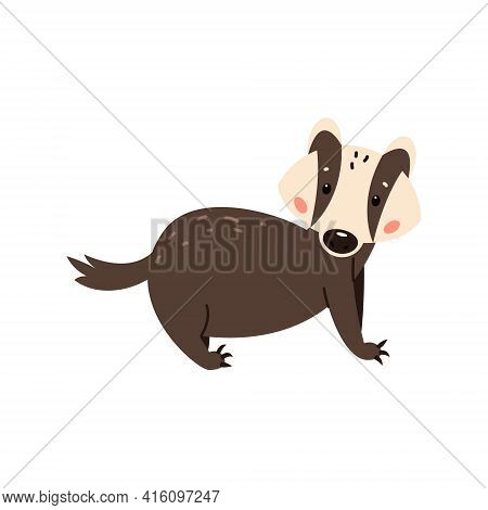 Badger On A White Background. Forest Animal. Vector Illustration Of Brock Mammal Species