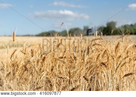 Scenic Landscape Of Ripe Golden Organic Wheat Stalk Field Against Blue Sky On Bright Sunny Summer Da