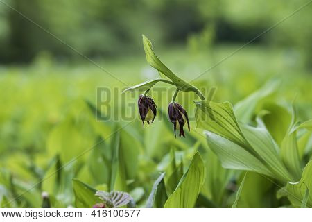 Cypripedium Calceolus - Slipper Slipper - Beautiful Yellow Flower In Cabbage Grass. Photo Of Wild Na
